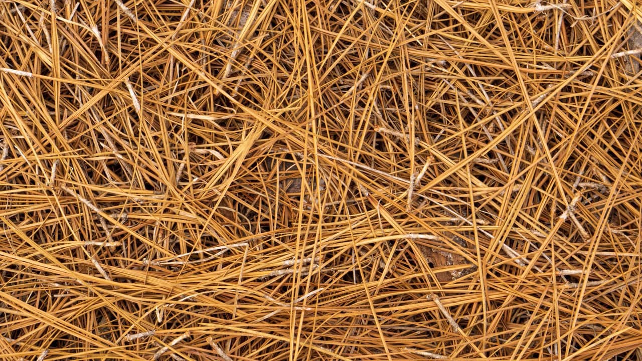 Pine straw mulch spread around landscape beds