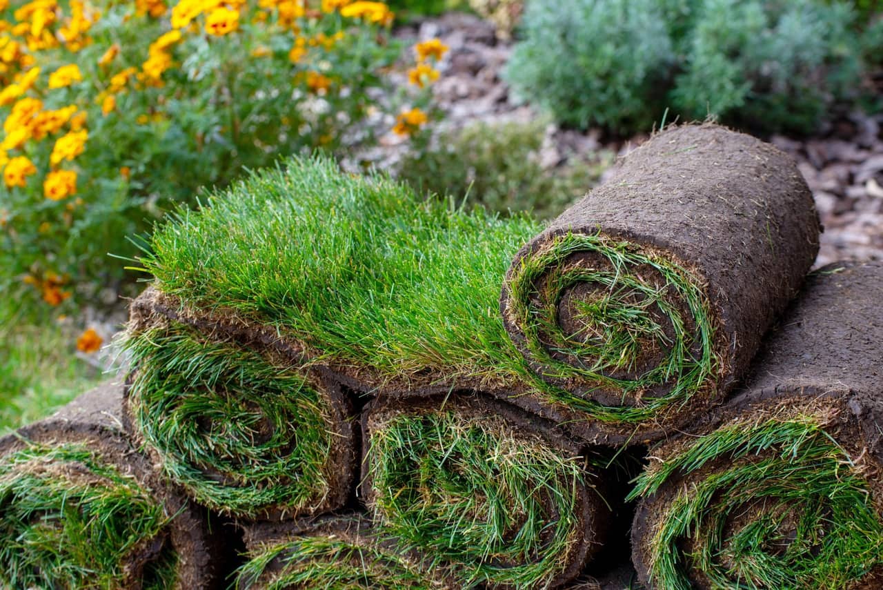 Fresh sod rolls ready for installation