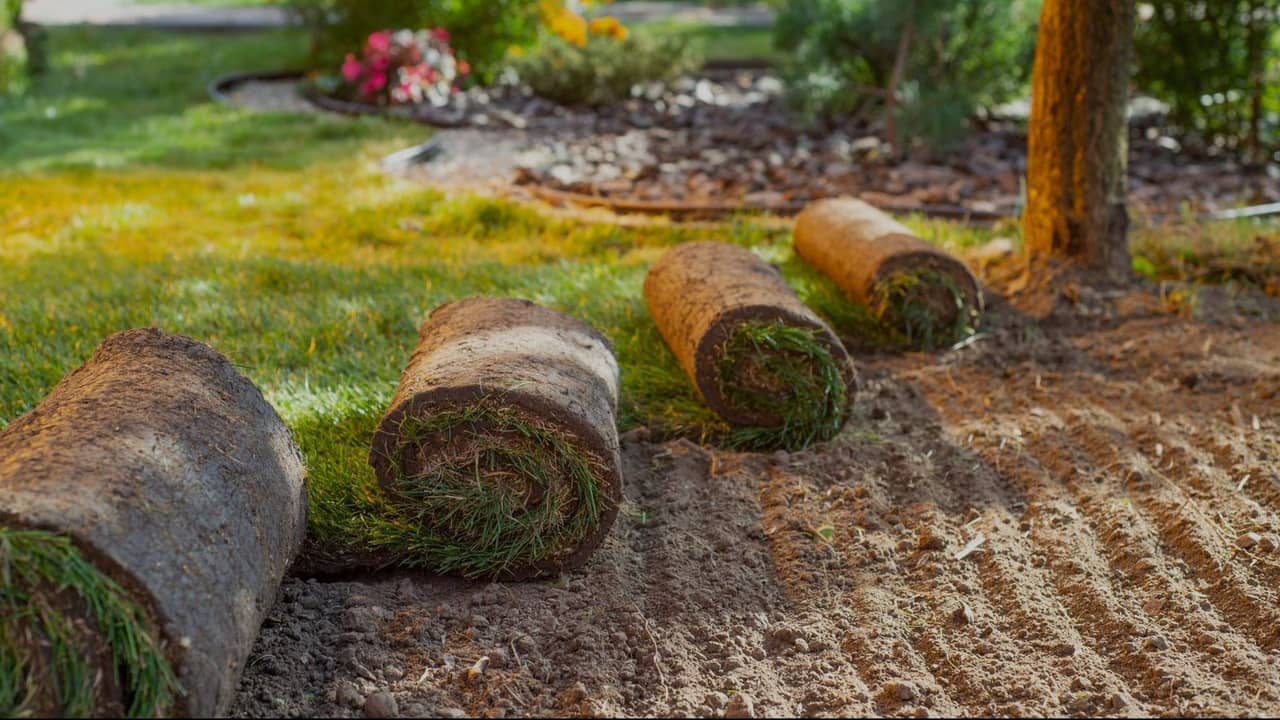 Professional Sod Installation Services
