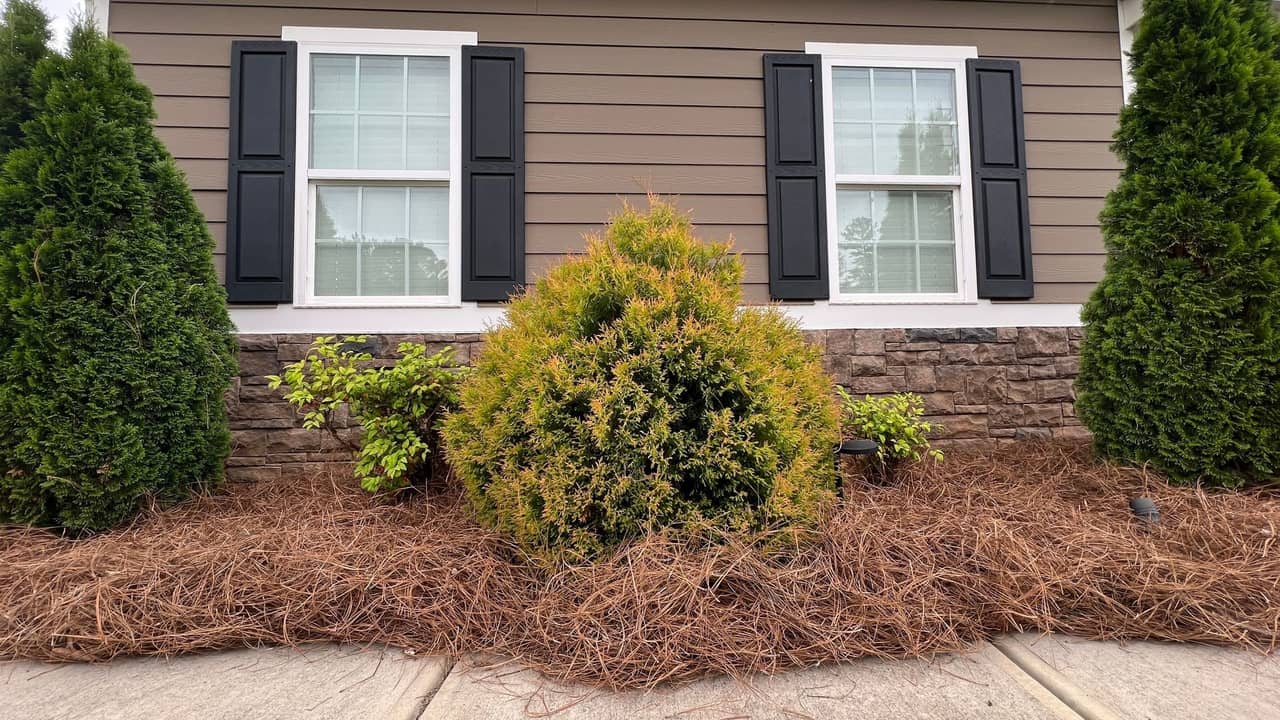Residential landscape beds with fresh pine straw installation