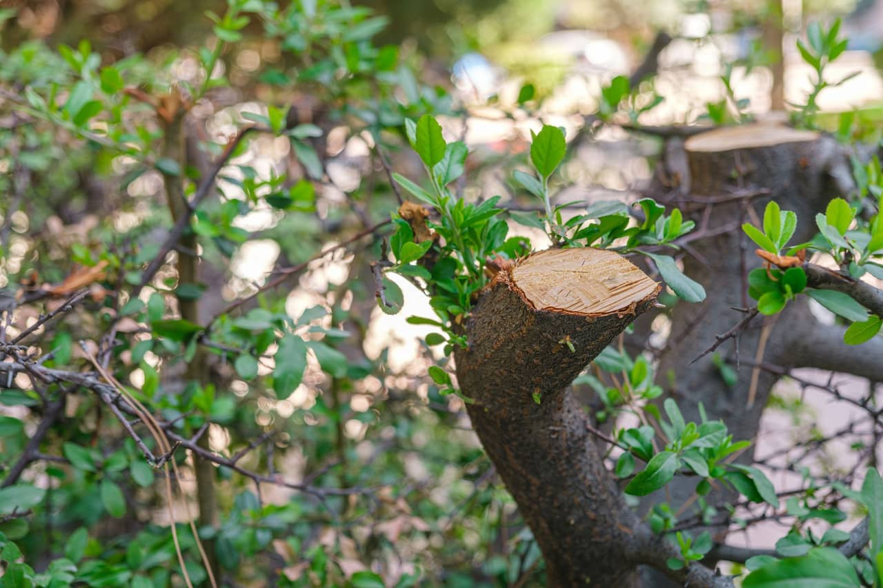 Professional tree and shrub pruning in Macon GA