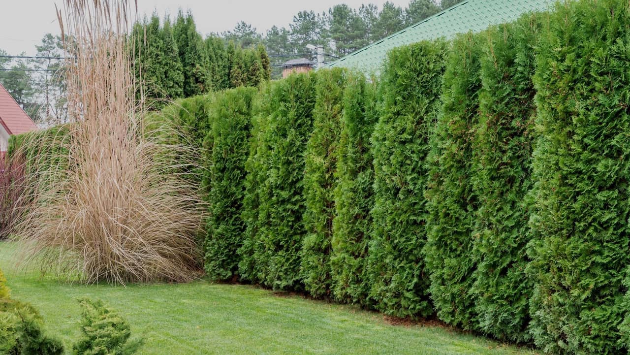 Professional Tree & Shrub Pruning Services