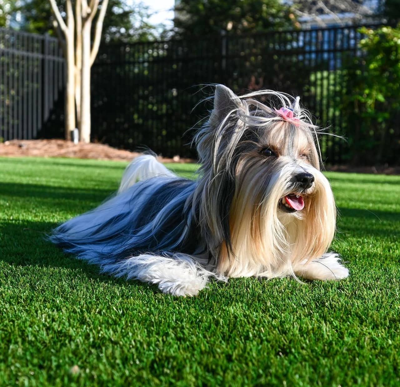 Workers installing artificial turf on a residential property